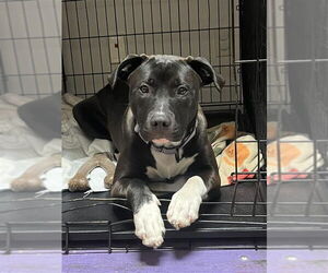 Mutt Dogs for adoption in Gloversville, NY, USA