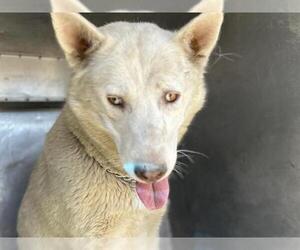 Siberian Husky Dogs for adoption in HESPERIA, CA, USA