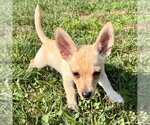 Small #3 Chihuahua Mix