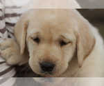 Small Photo #1 Labrador Retriever Puppy For Sale in ROCKWOOD, TN, USA