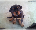 Small Photo #1 Rottweiler Puppy For Sale in APPLE VALLEY, CA, USA