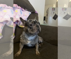 Father of the French Bulldog puppies born on 08/01/2025