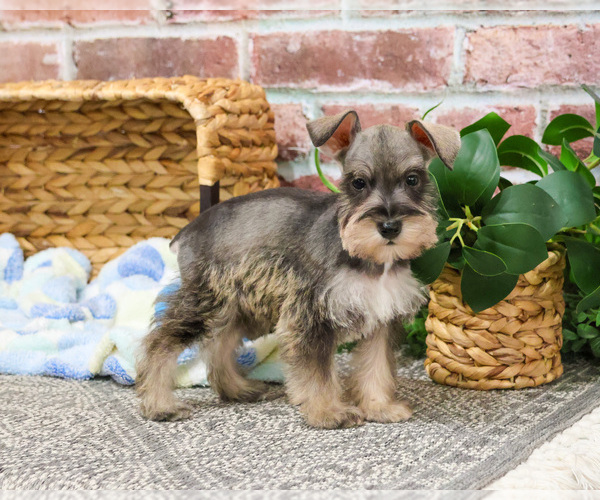 Medium Photo #4 Schnauzer (Miniature) Puppy For Sale in SYRACUSE, IN, USA