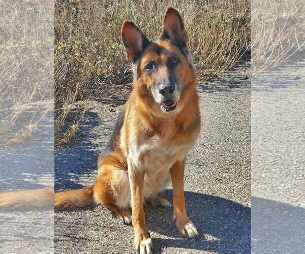 Medium Photo #5 German Shepherd Dog Puppy For Sale in Temecula, CA, USA
