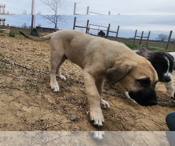 Medium Photo #19 Anatolian Shepherd Puppy For Sale in CUMBY, TX, USA