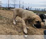Small #18 Anatolian Shepherd