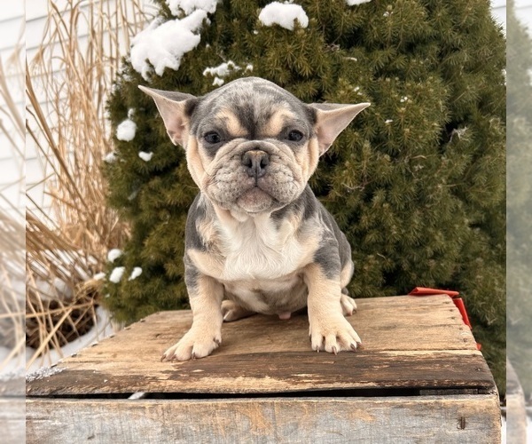 Medium Photo #4 French Bulldog Puppy For Sale in MIDDLEBURY, IN, USA