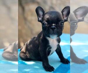French Bulldog Puppy for sale in HOUSTON, TX, USA
