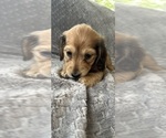 Small #16 Dachshund