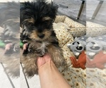 Small Photo #5 Yorkshire Terrier Puppy For Sale in FONTANA, CA, USA