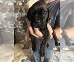 Small #1 Mastiff