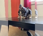 Puppy Puppy 6 French Bulldog