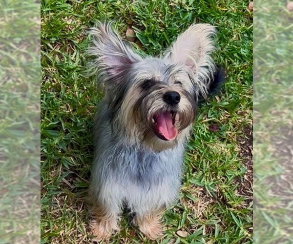 Medium Photo #9 Maltese-Unknown Mix Puppy For Sale in Valrico, FL, USA