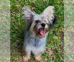 Thunder - Male Maltese-Unknown Mix Dog for Adoption - Photo #9