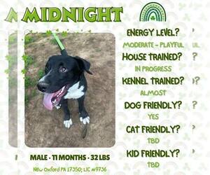 Labrador Retriever-Unknown Mix Dogs for adoption in New Oxford , PA, USA