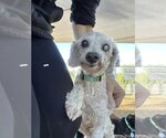 Small #2 Poodle (Miniature) Mix