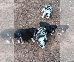 Australian Shepherd Puppy for sale in GALAX, VA, USA