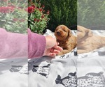 Small Photo #11 Cavapoo mix (+ Poodle Miniature) Puppy For Sale in GREENWOOD, WI, USA