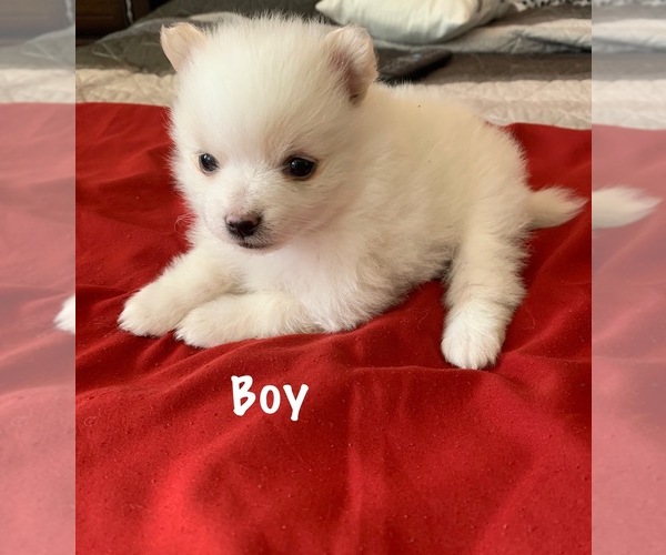 Medium Photo #1 Pomeranian Puppy For Sale in EL PASO, TX, USA