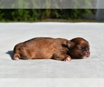Small #2 Shih Tzu