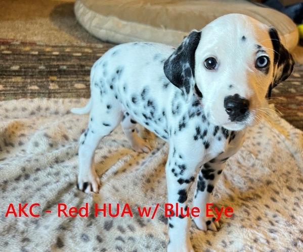 Full screen Photo #3 Dalmatian Puppy For Sale in VINEMONT, AL, USA