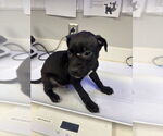 Small Labrador Retriever Mix