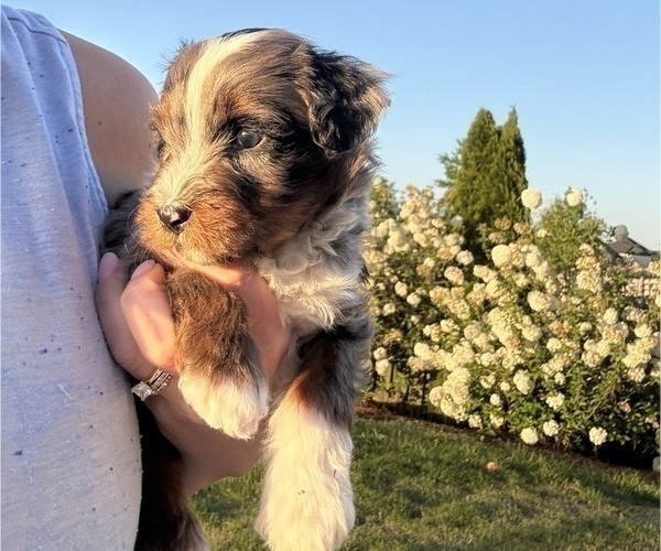 Medium Photo #6 Aussie-Poo-Bernedoodle Mix Puppy For Sale in LEXINGTON, SC, USA
