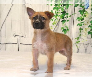 Australian Kelpie-Unknown Mix Dogs for adoption in Oroville, CA, USA