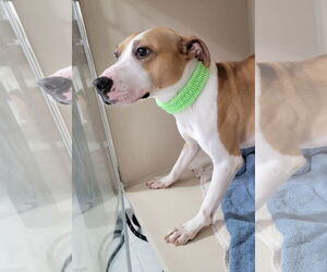Kobe - Male Jack Russell Terrier-Unknown Mix Dog for Adoption - Photo #2
