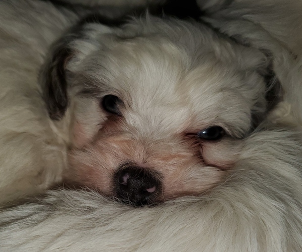 Medium Photo #5 Bernedoodle (Miniature) Puppy For Sale in LEETONIA, OH, USA