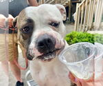Small #1 Bullboxer Pit