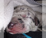 Small Photo #1 Great Dane Puppy For Sale in PIERSON, MI, USA