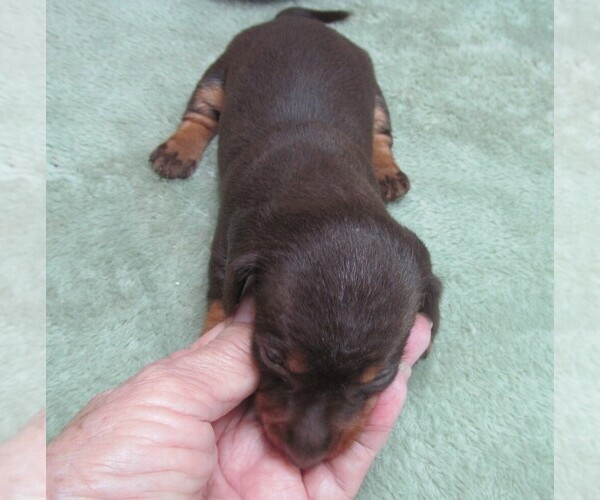 Medium Photo #6 Dachshund Puppy For Sale in RATTAN, OK, USA