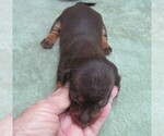 Small #5 Dachshund