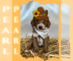 Small Photo #1 Goldendoodle-Poodle (Miniature) Mix Puppy For Sale in WARSAW, NY, USA