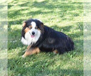 Father of the Miniature Australian Shepherd puppies born on 07/25/2026