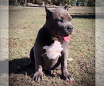 Small Photo #7 American Bully Puppy For Sale in SPRING BRANCH, TX, USA