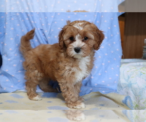 Cavapoo Puppy for sale in SHILOH, OH, USA