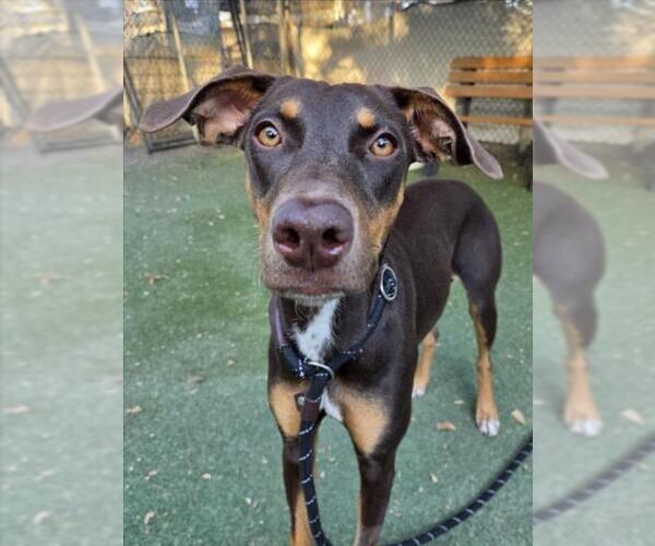 Medium Photo #1 Doberman Pinscher Puppy For Sale in Woodland, CA, USA