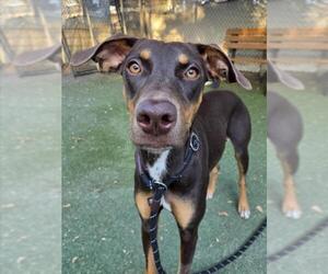 Doberman Pinscher Dogs for adoption in Woodland, CA, USA