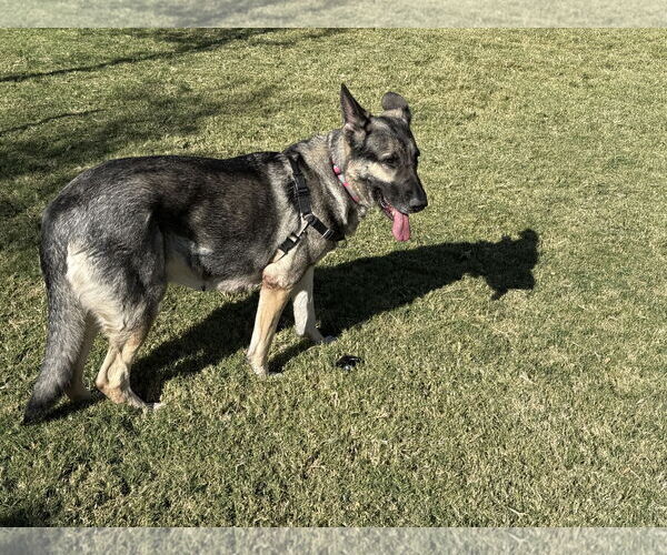 Medium Photo #2 German Shepherd Dog Puppy For Sale in McKinney, TX, USA