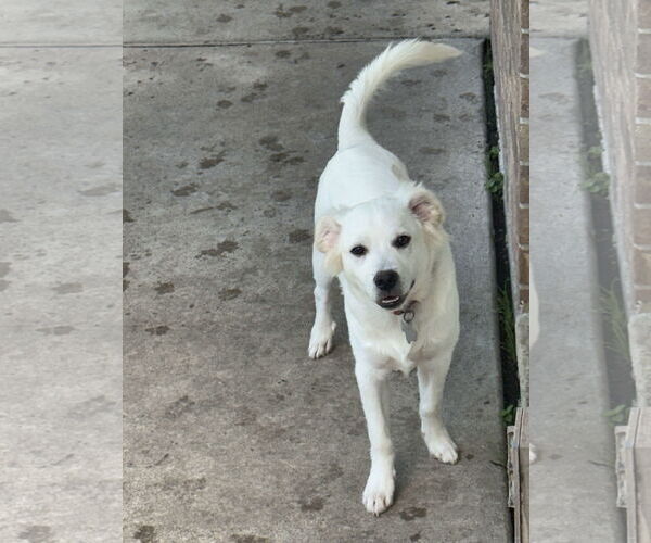 Medium Photo #7 Great Pyrenees-Red Heeler Mix Puppy For Sale in Houston, TX, USA
