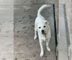 Small #6 Great Pyrenees-Red Heeler Mix