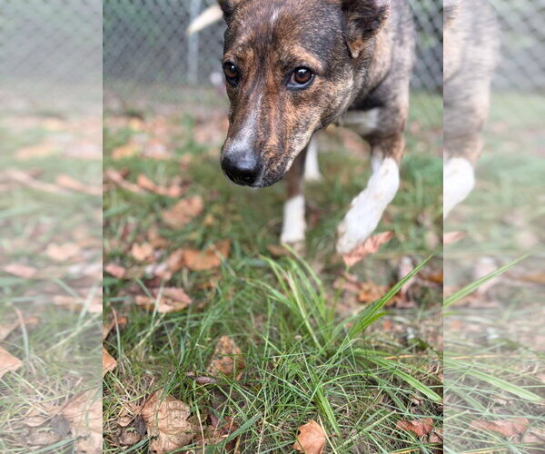 Medium Photo #3 Mutt Puppy For Sale in Hinton, WV, USA