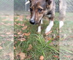 Small #2 Mutt