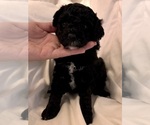 Small Photo #71 Miniature Bernedoodle Puppy For Sale in AUBURNDALE, FL, USA