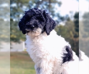 Labradoodle-Poodle (Miniature) Mix Puppy for sale in MILLVILLE, MN, USA