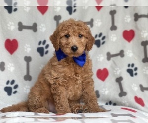 Goldendoodle-Poodle (Miniature) Mix Puppy for sale in LAKELAND, FL, USA