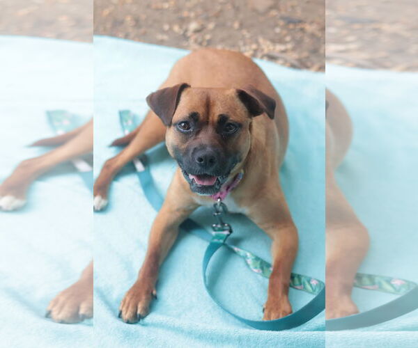 Medium Photo #34 Mutt Puppy For Sale in Philadelphia, PA, USA