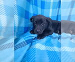 Small #6 Labrador Retriever